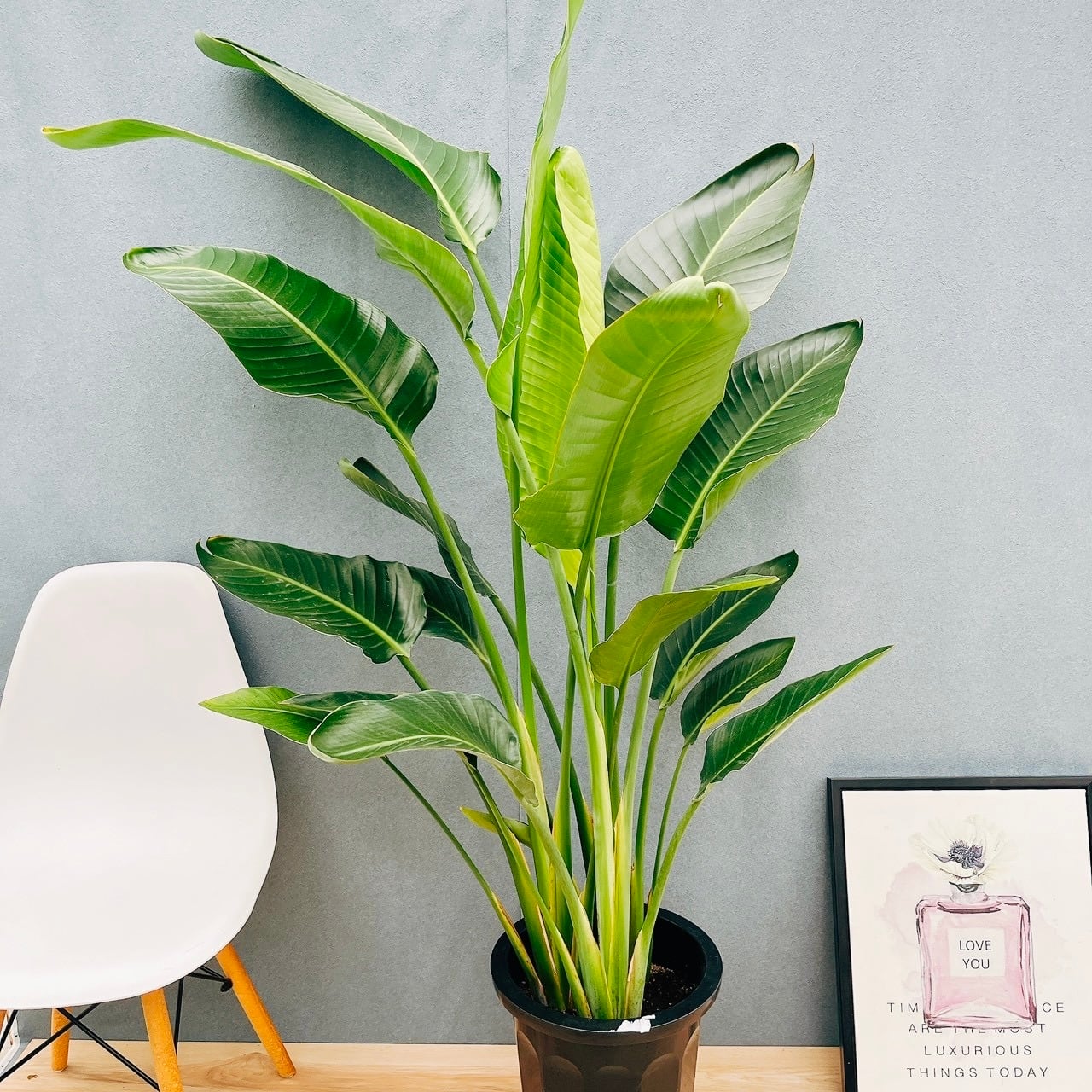 現品］97番 フィカス ベンガレンシス 曲がり 8号 観葉植物 室内 大型