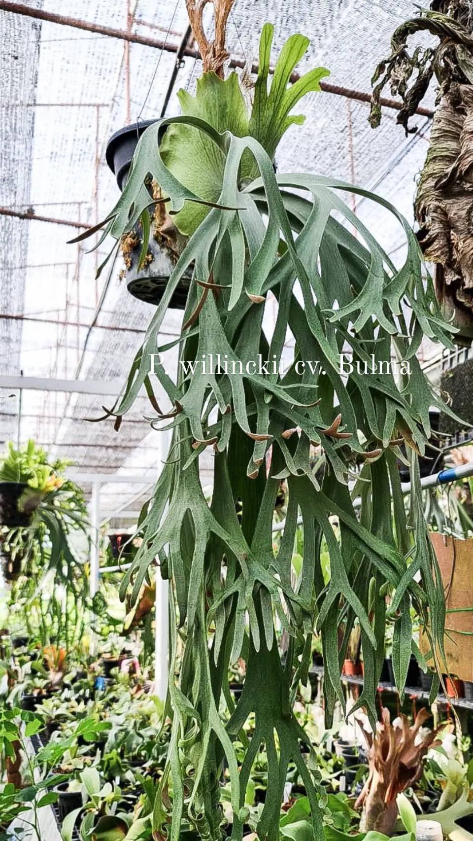 P. veitchii Auburn River, P. willinckii cv. Bulma sporeling