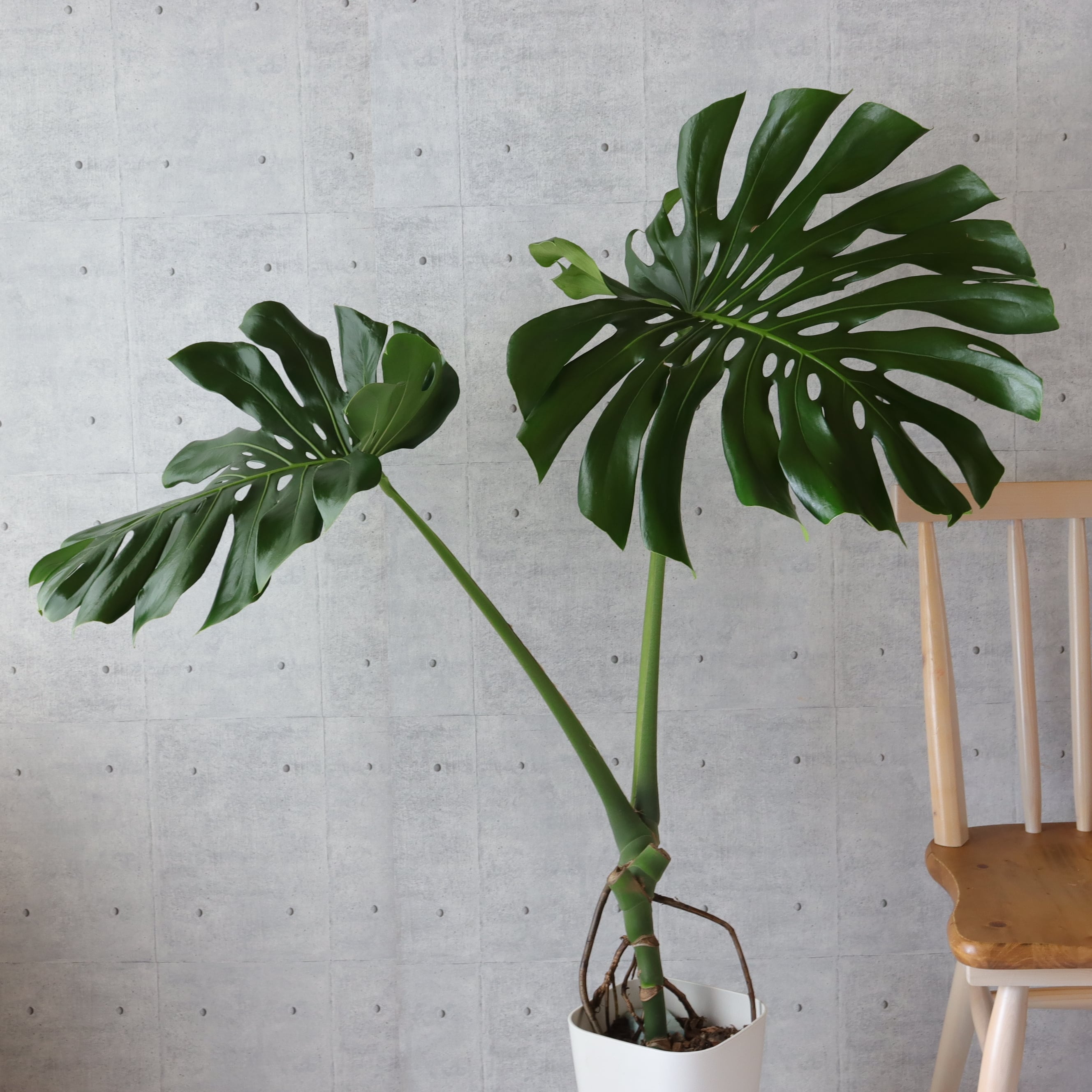 dd51e1fb6a54fe15e904ad8ff60ba1