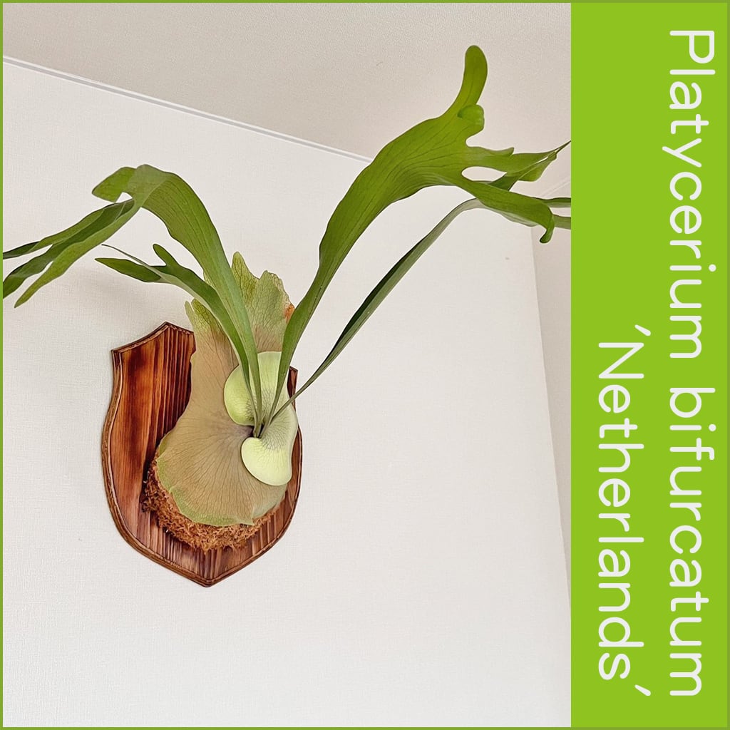 ビカクシダ ネザーランド 板付 【観葉植物 室内 コウモリラン