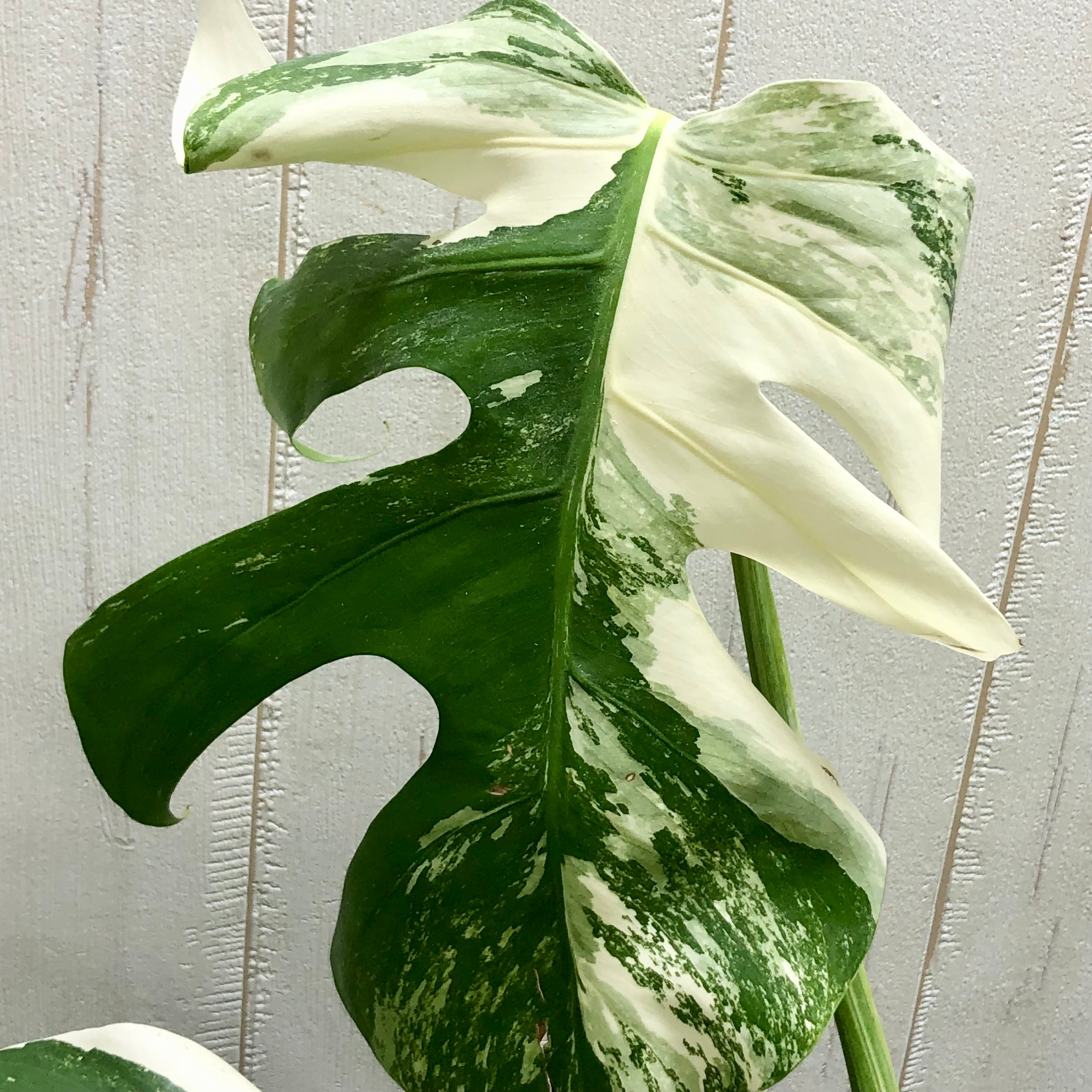 状態良好 斑入り モンステラ ボルシギアナ ホワイトタイガー | PLANTS