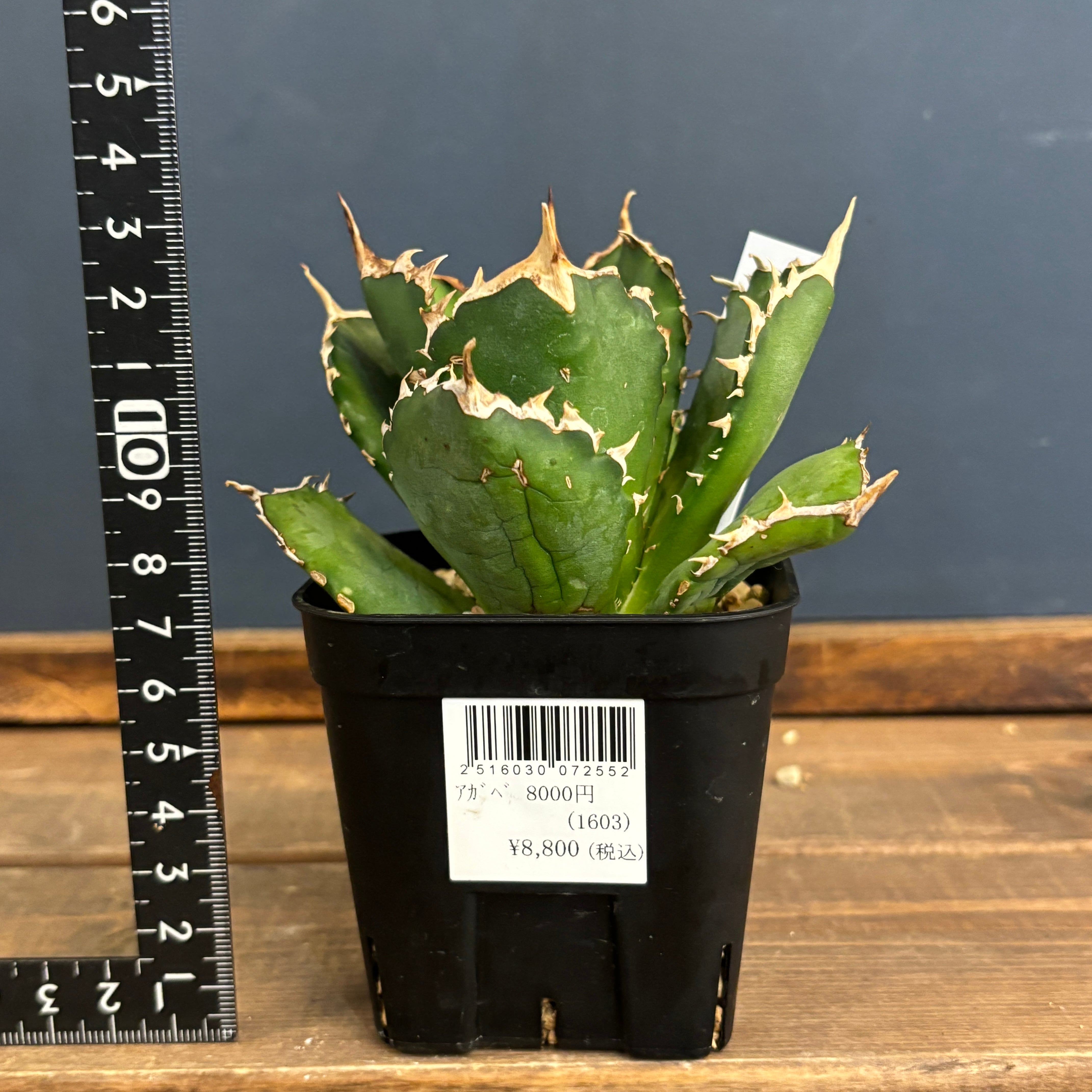 アガベ チタノタ クイーン【741】 | PROTOLEAF プロトリーフ