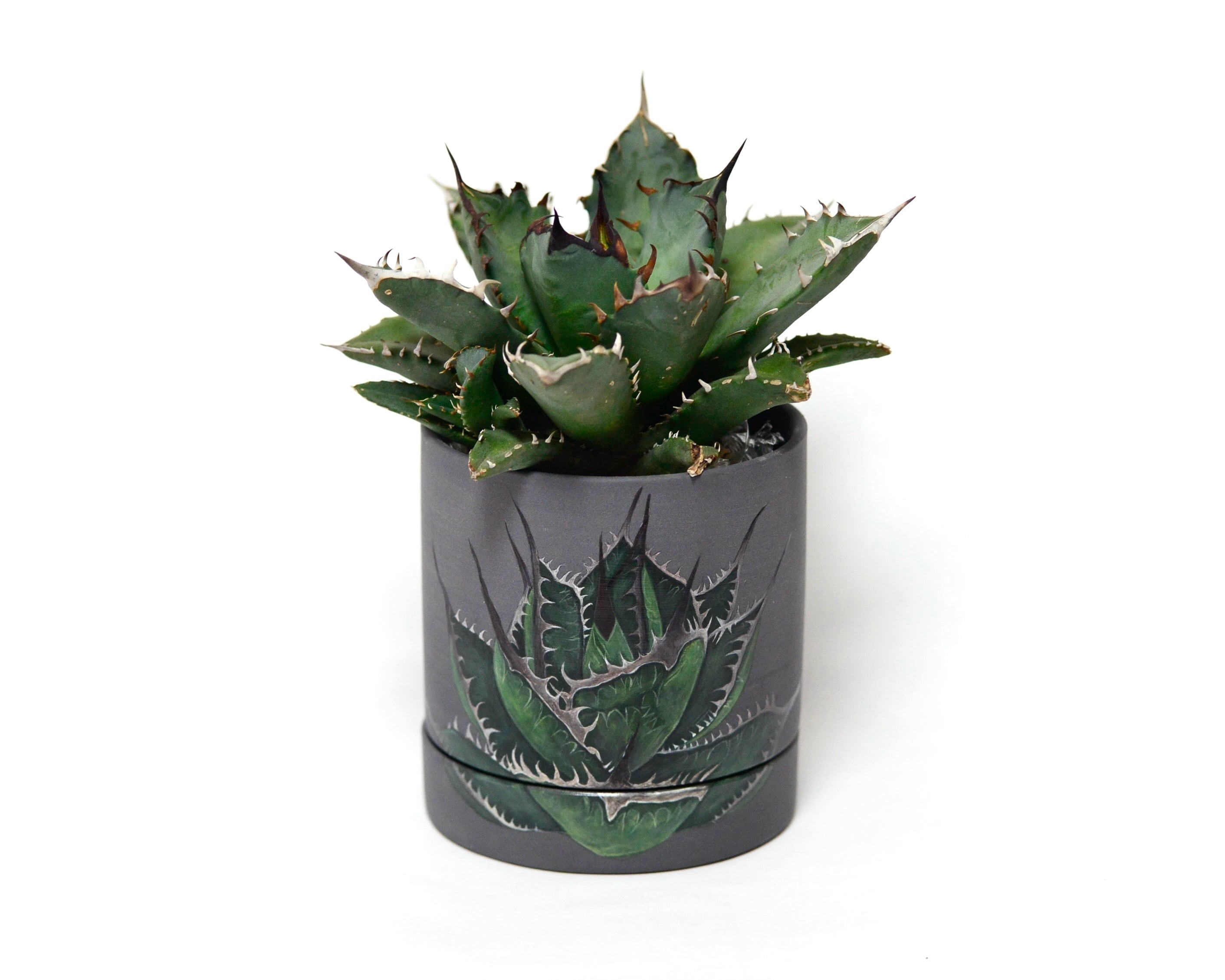 アガベ チタノタ ペイント鉢 | Saori Ohwada Online Shop