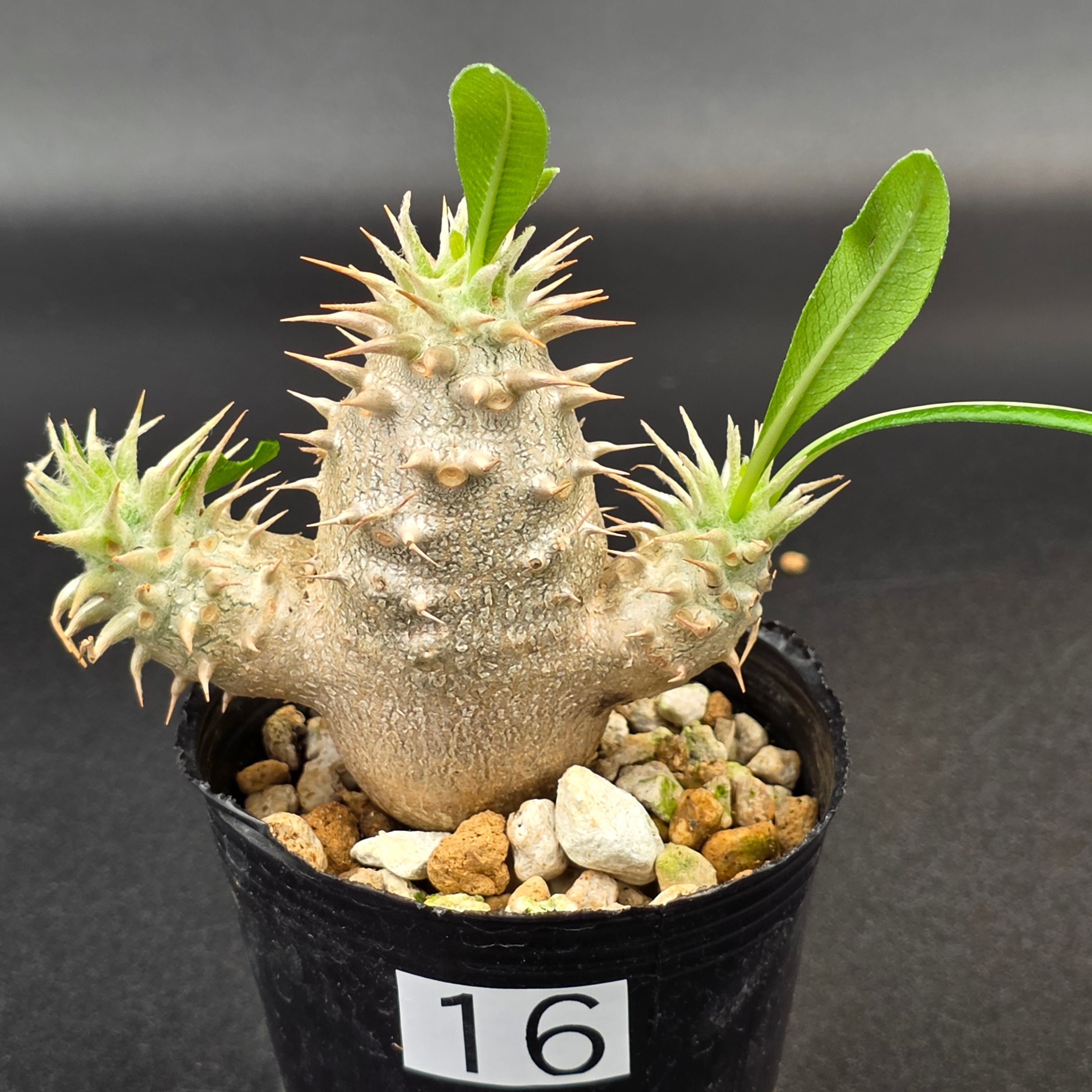 恵比寿大黒 パキポディウム デンシカウレ 実生 | BRIDGE GARDEN