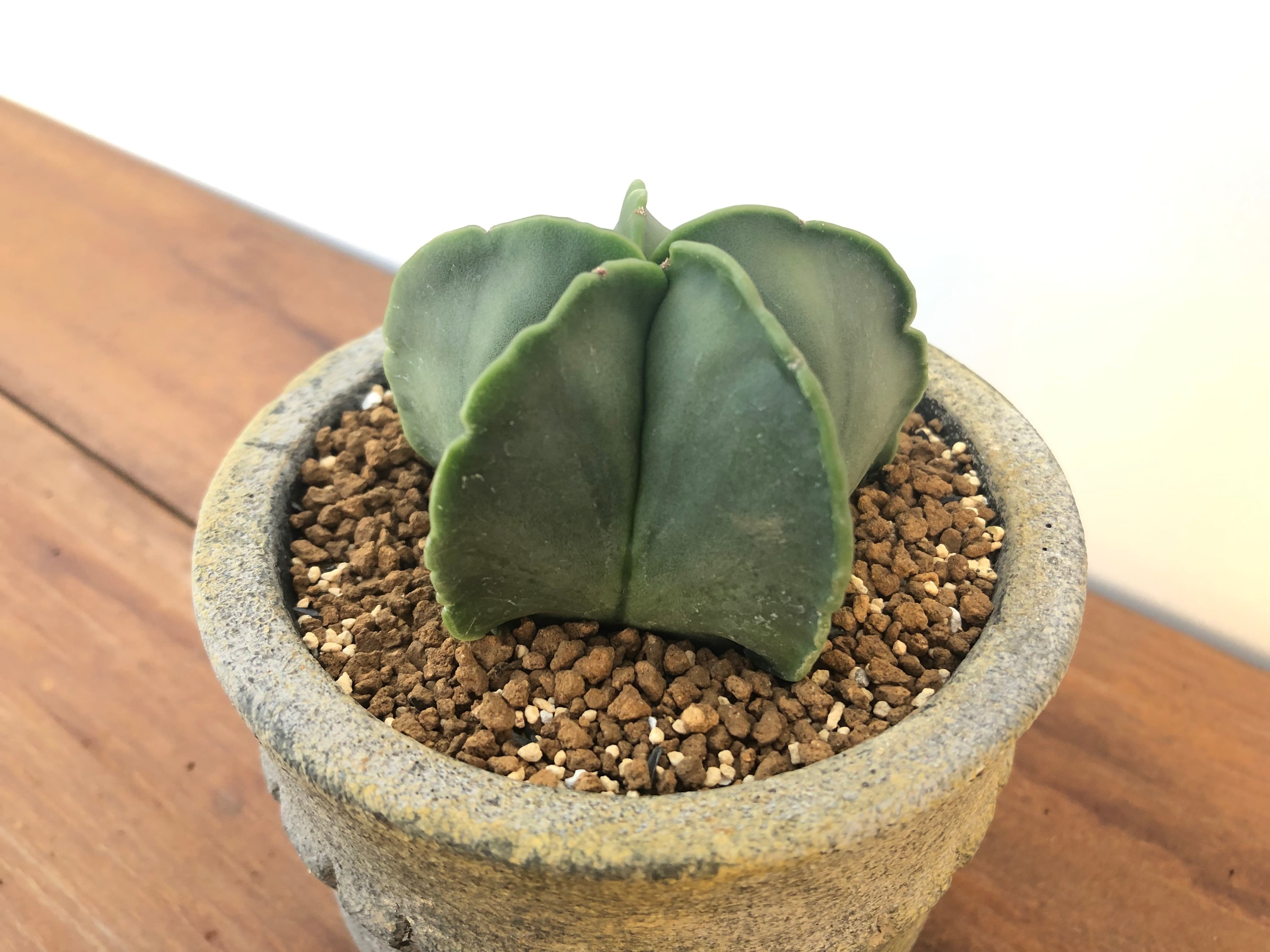 Astrophytum アストロフィツム 碧瑠璃ランポー玉 ヘキラン サボテン