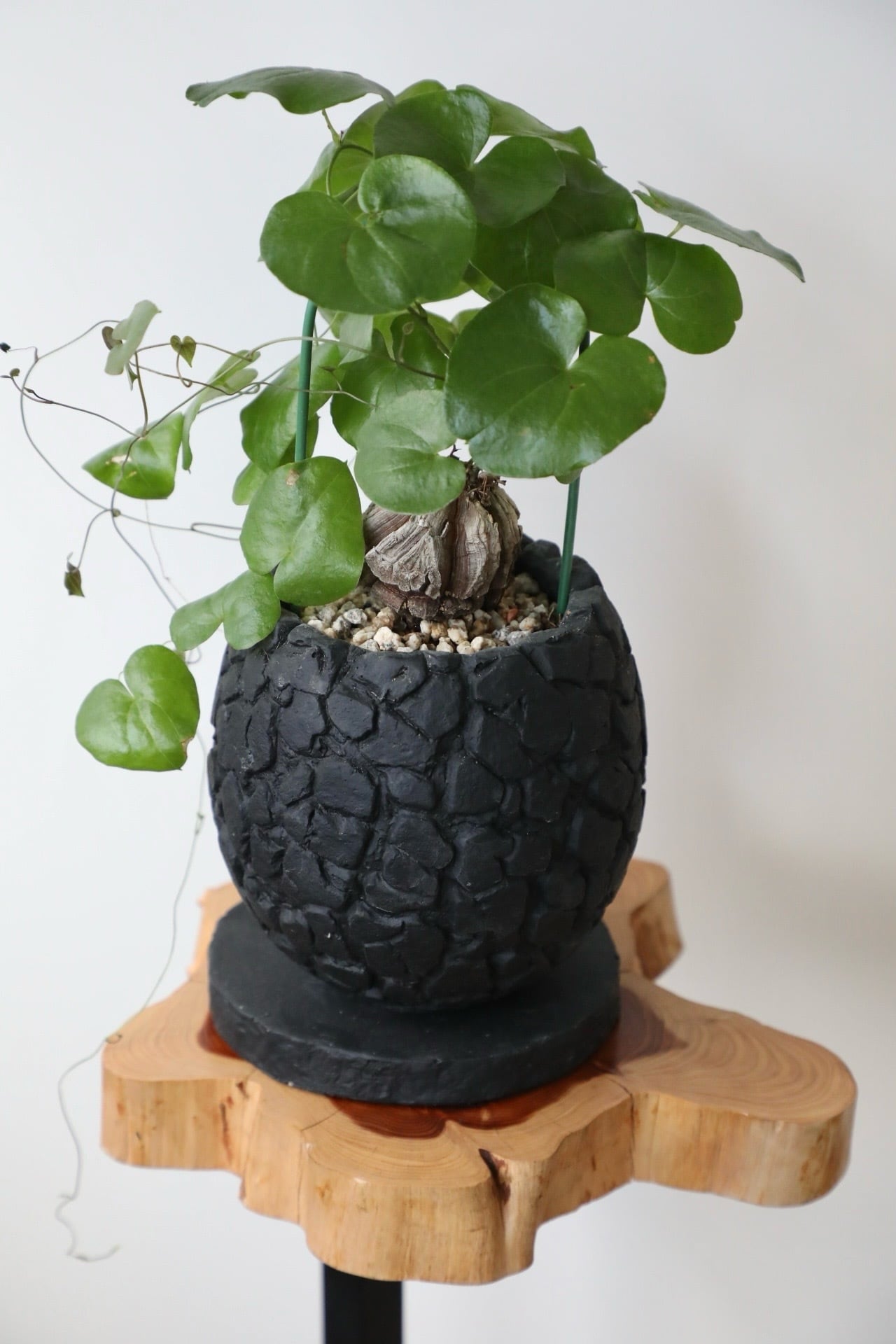 亀甲竜 鉢付き 実生 実生株 長谷川園芸 亀甲竜 株幅14センチ 鉢ごと