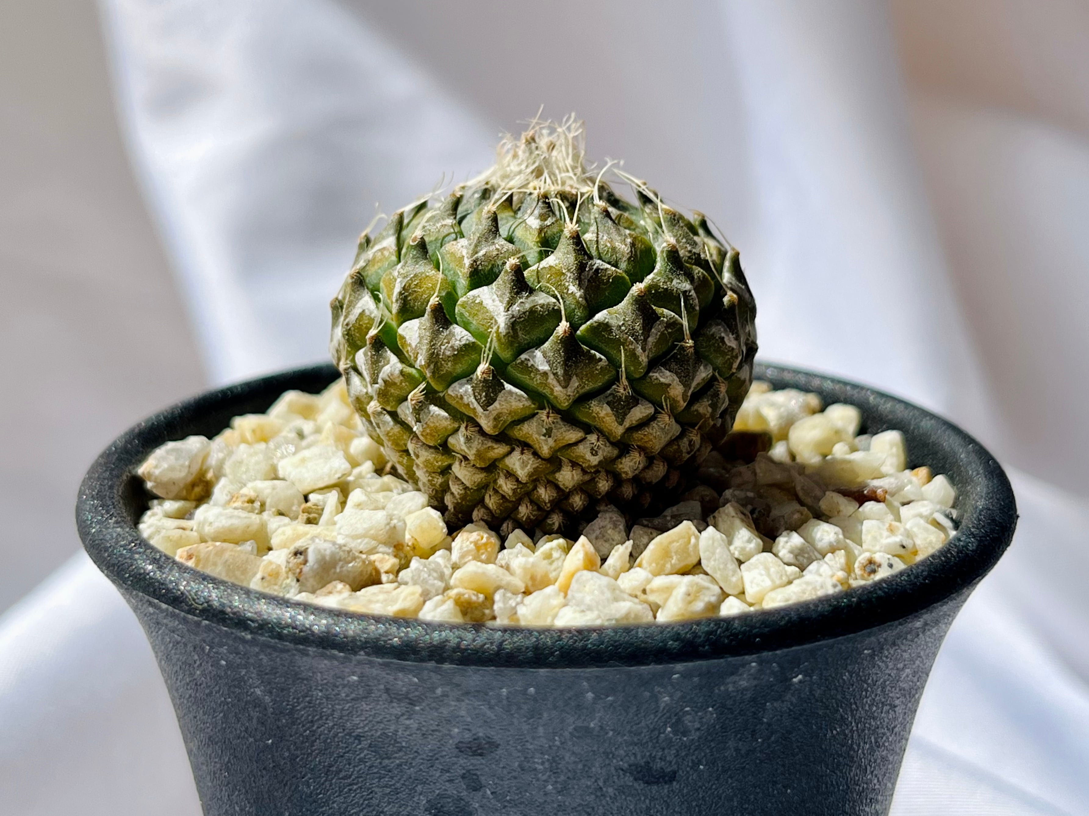 Pelecyphora strobiliformis ペレキフォラ 銀牡丹 サボテン | plants