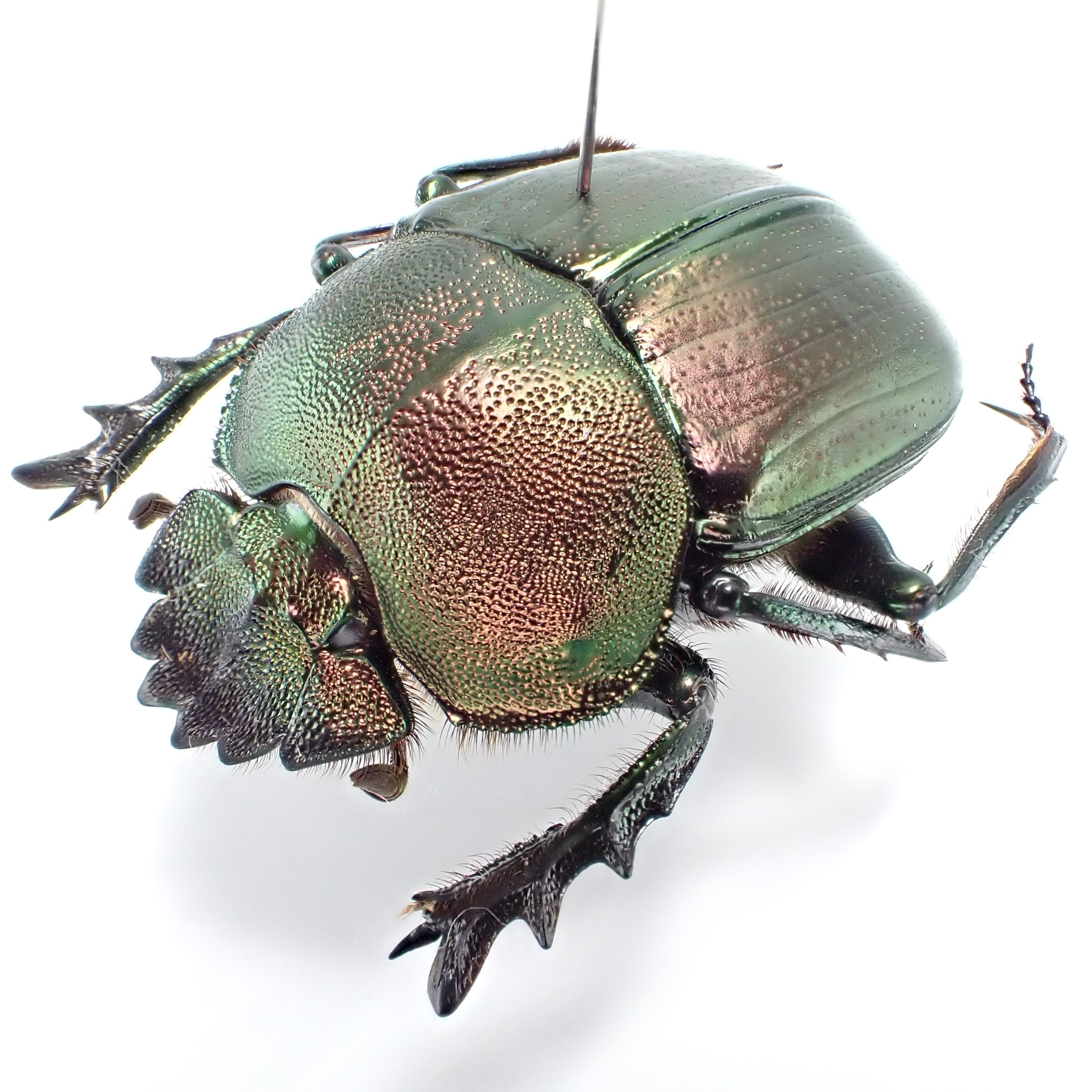 アンゴラ産 キャンサータマオシコガネ 46mm アンゴラ産 キャンサー