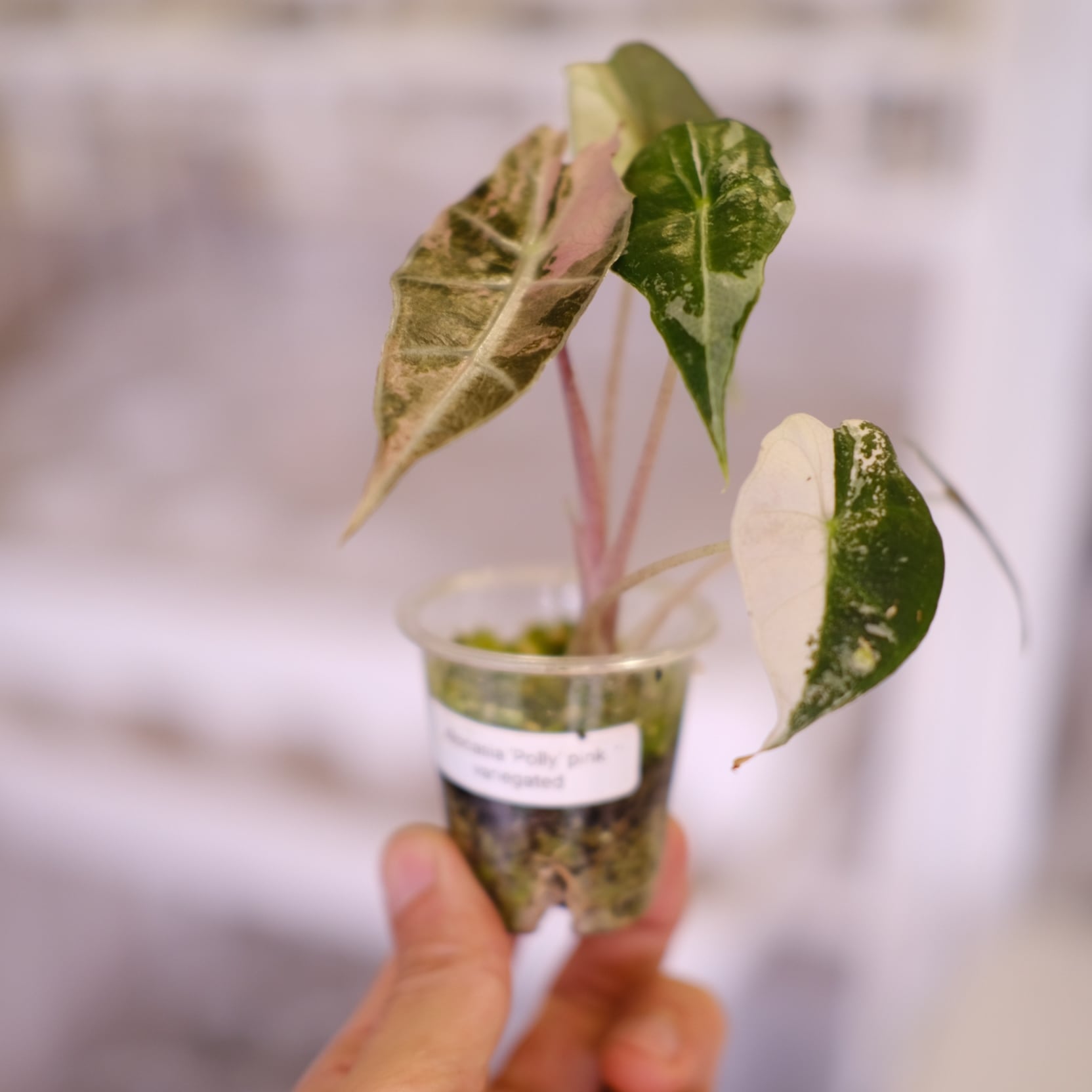 Alocasia Amazonica Polly Pink varigated⑤│アロカシア アマゾニカ
