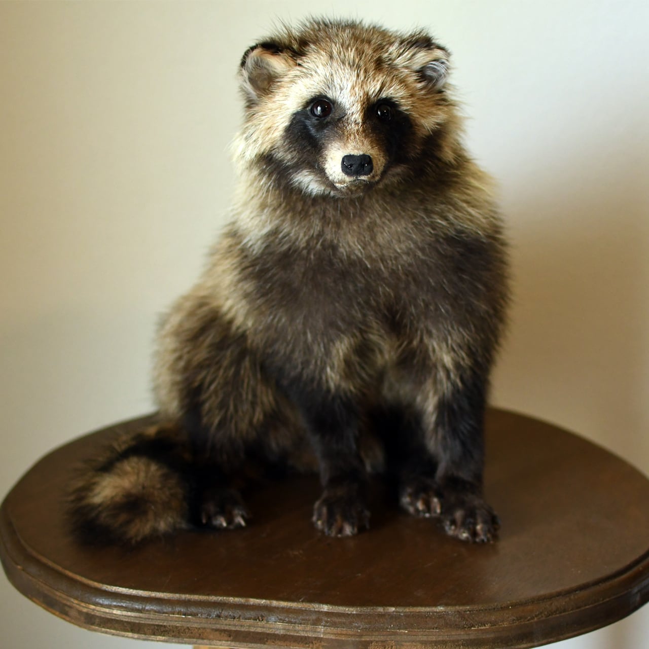 タヌキの剥製 | ほねとはね ONLINE SHOP