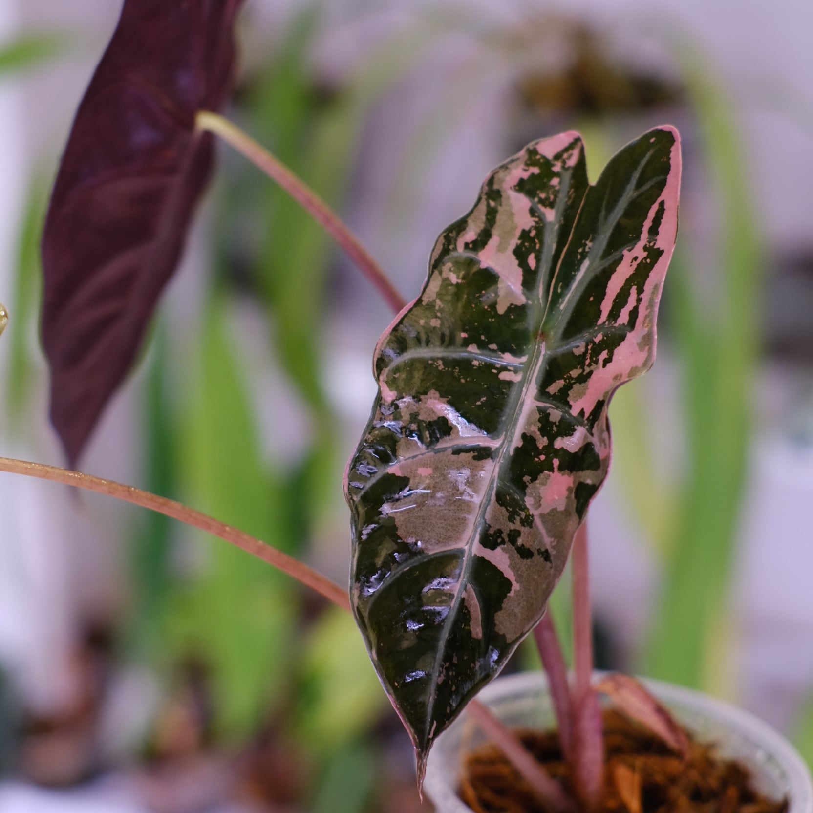 斑入りアロカシア / Premium Alocasia | tokyoplants / 観葉植物専門店