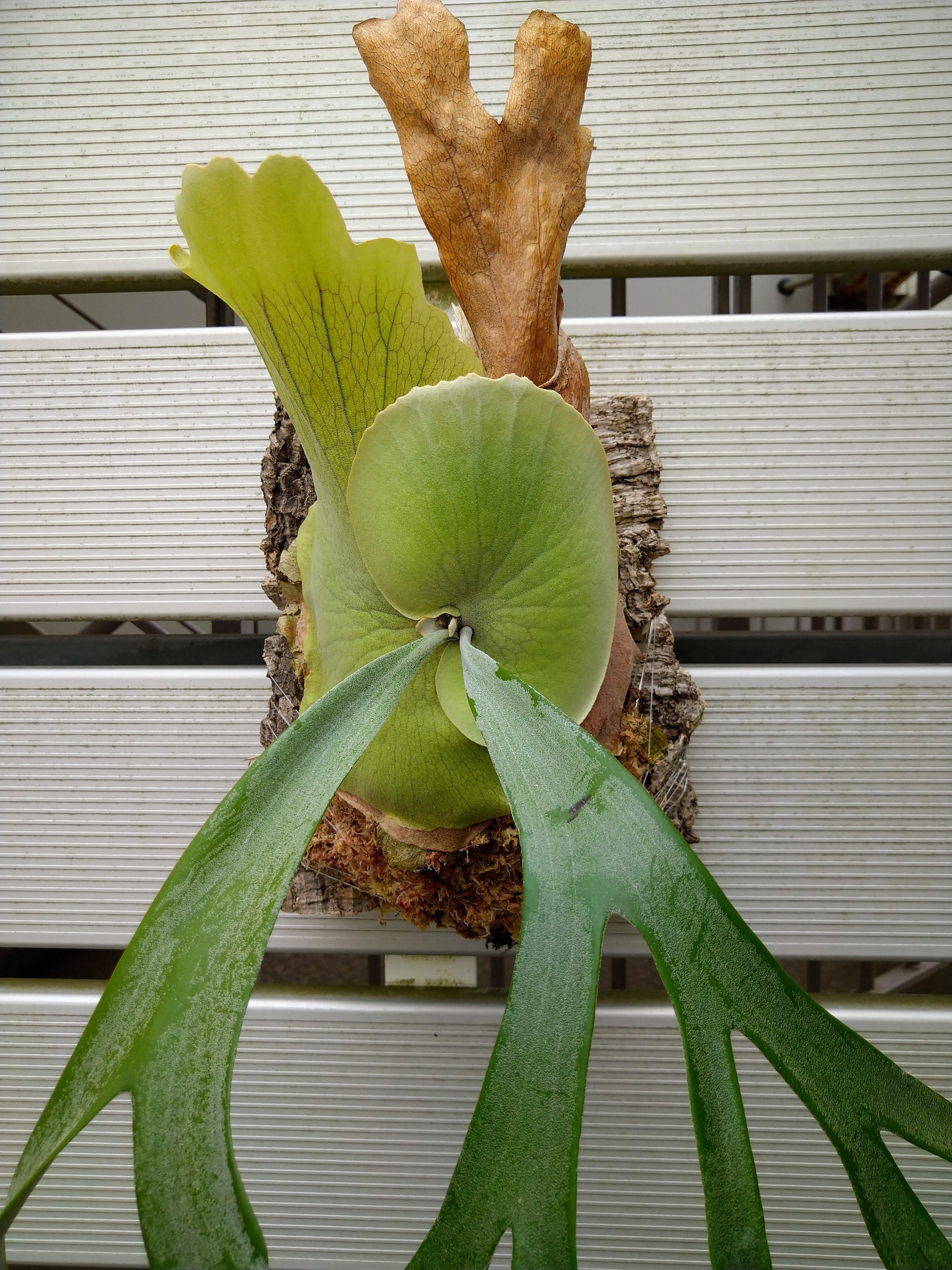 ビカクシダ・ウィリンキー | フラワーショップあきの