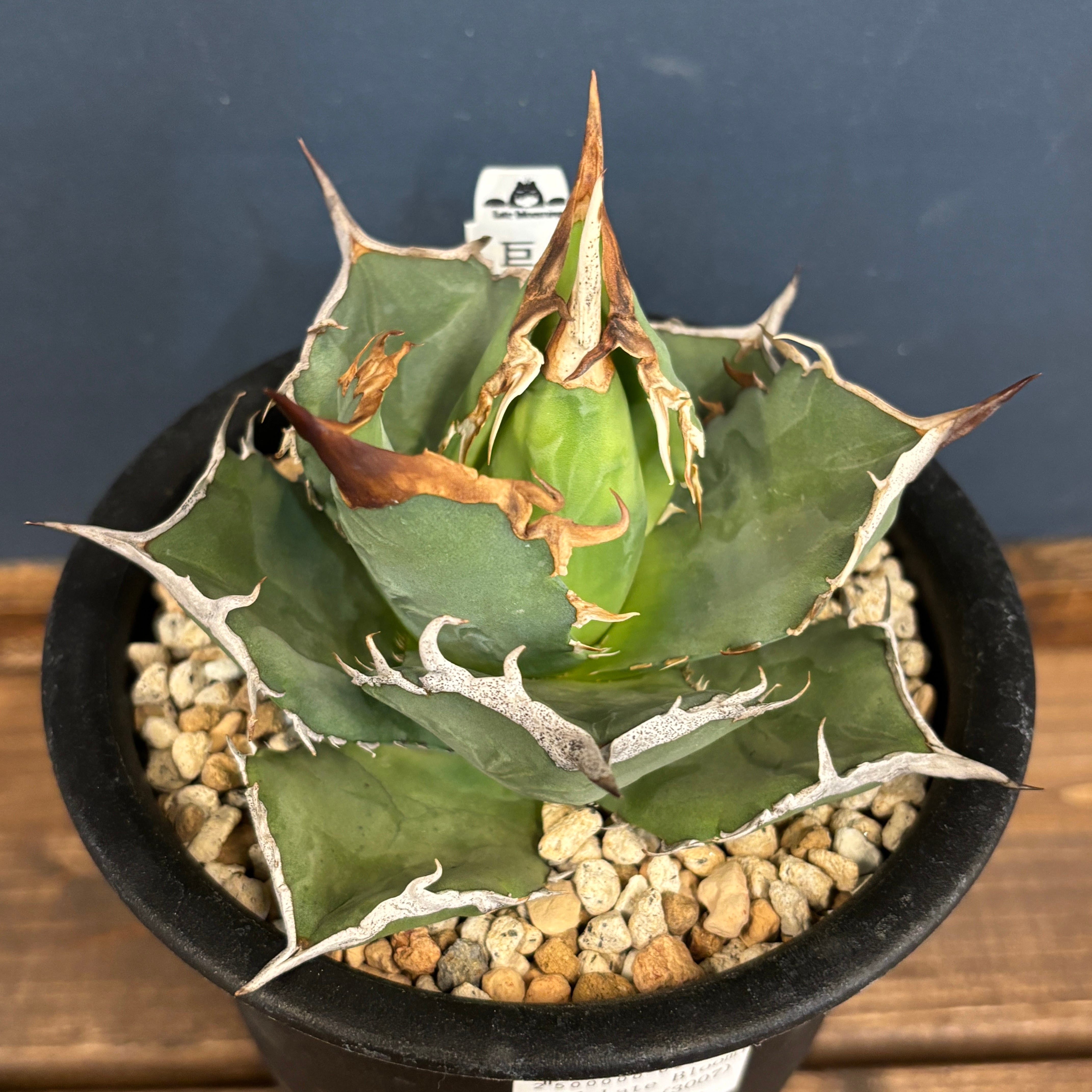 アガベ チタノタ 巨獣【935】 | PROTOLEAF プロトリーフ