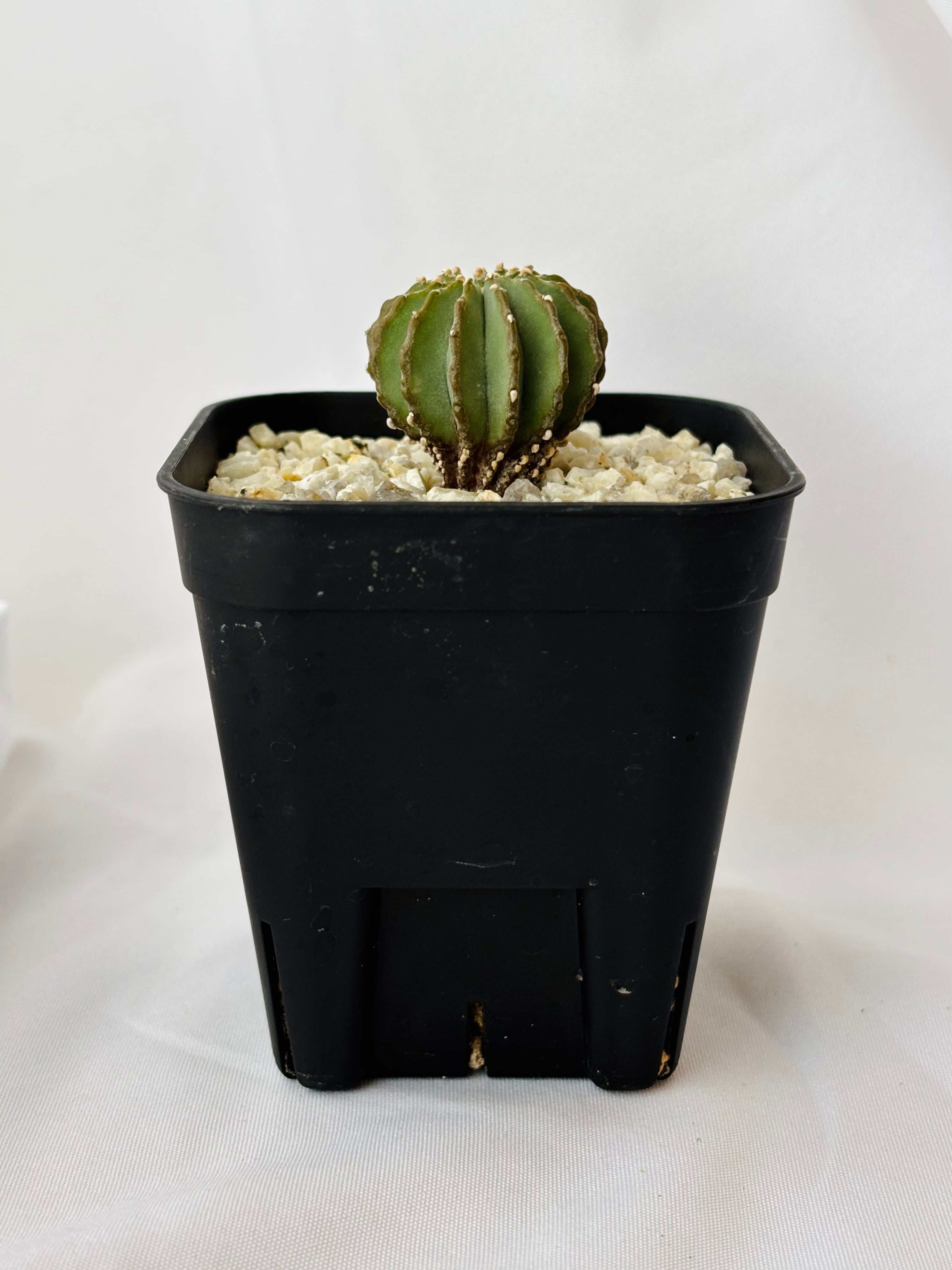 Geohintonia mexicana ゲオヒントニア メキシカーナ サボテン | plants