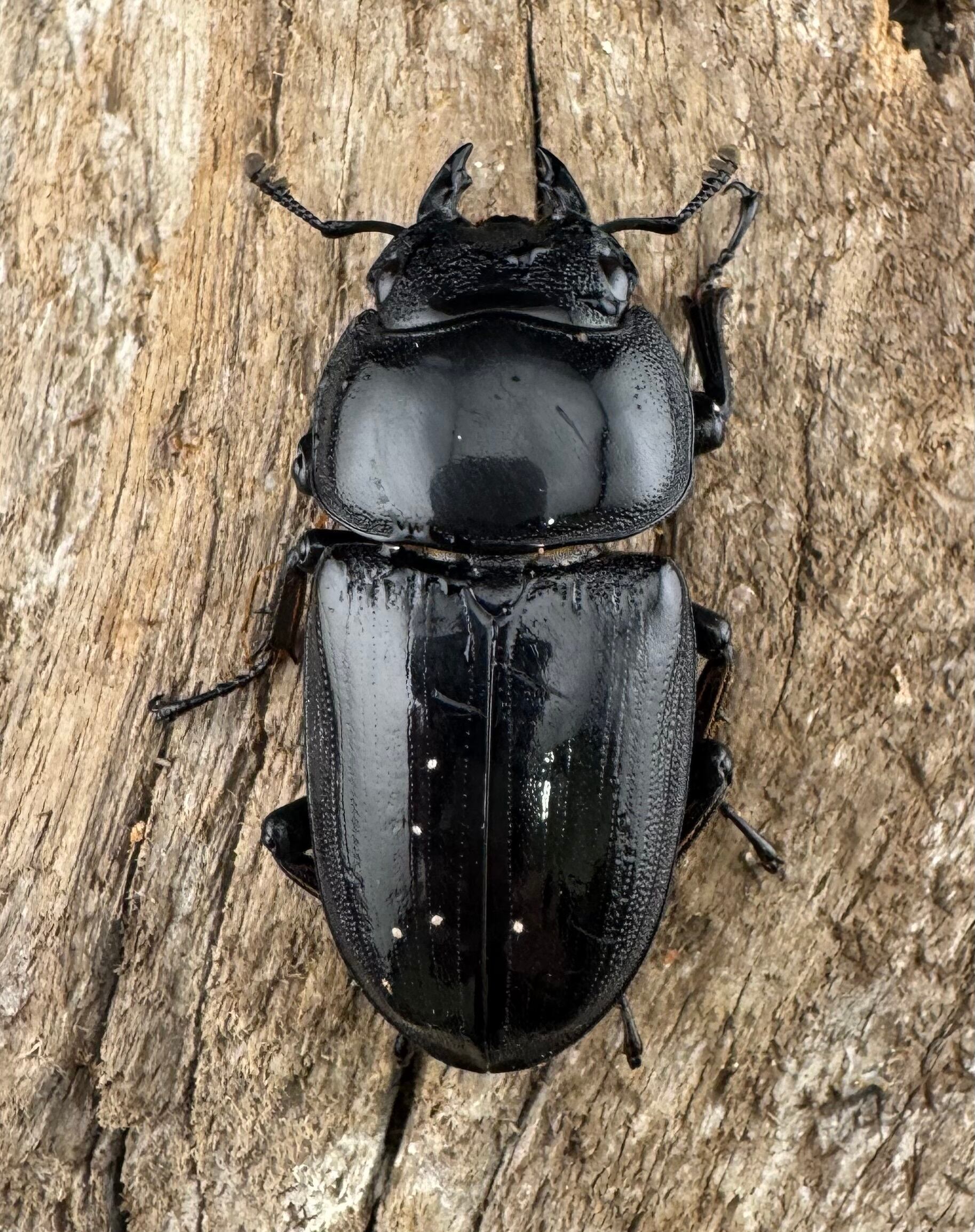 WD】《グランディスオオクワ原名亜種 70mm ペア》 | KPW公式オンライン