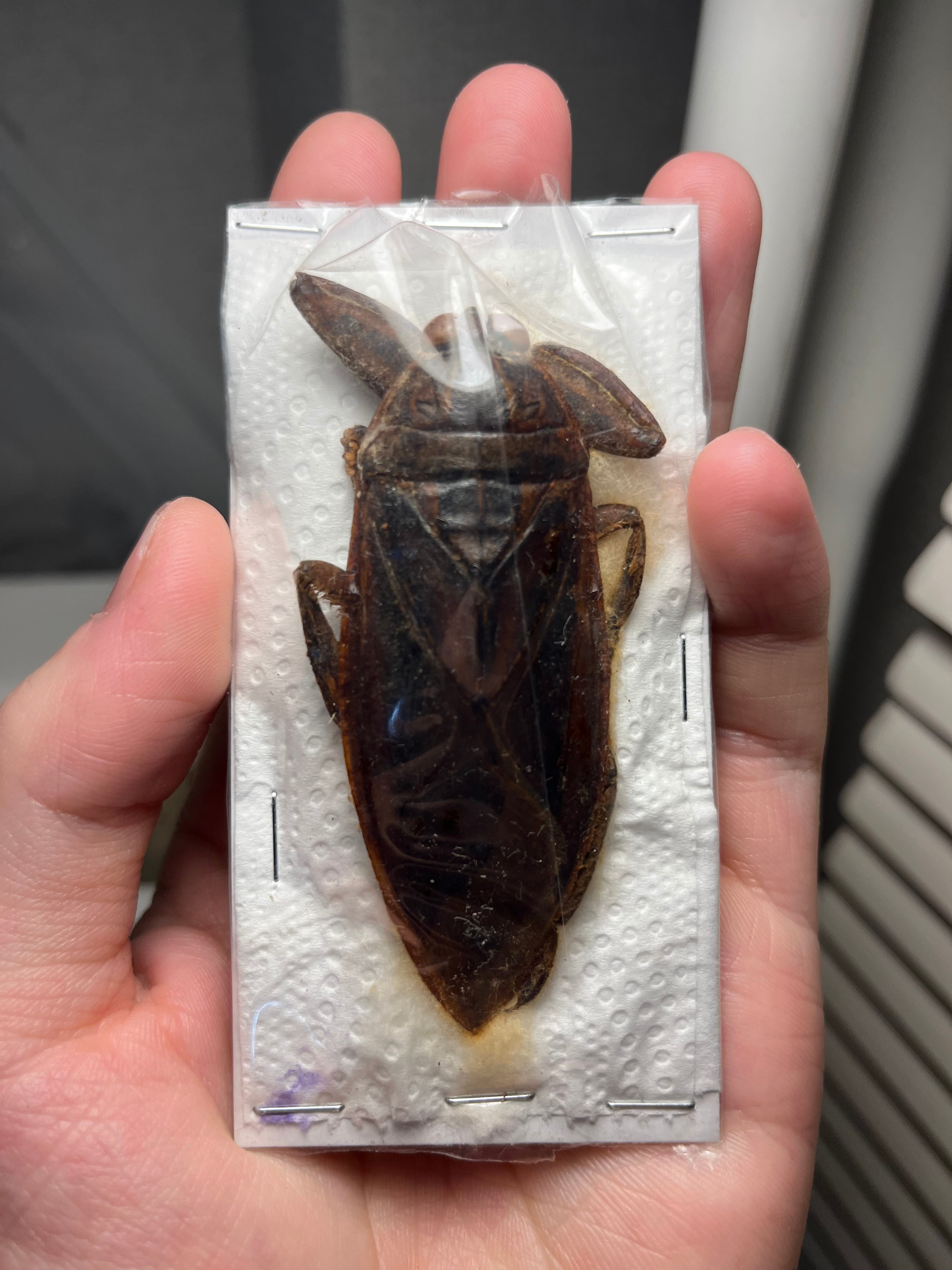 田亀最大種】ナンベイオオタガメの昆虫標本 タランチュラムカデ