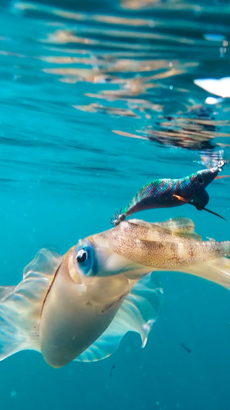 CROW3.5 | EMBER MAZE official shop