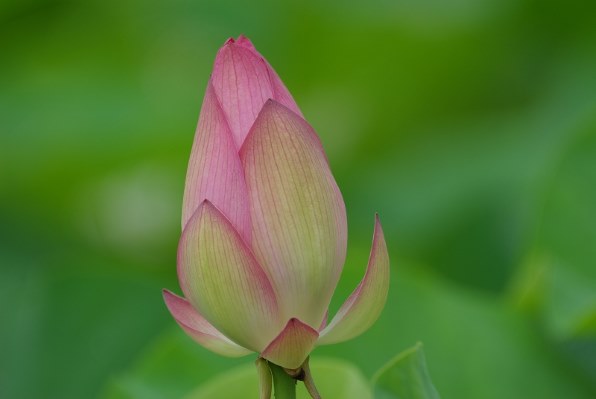 シグマ APO 170-500mm F5-6.3 DG (ﾍﾟﾝﾀｯｸｽ AF)投稿画像・動画 - 価格.com