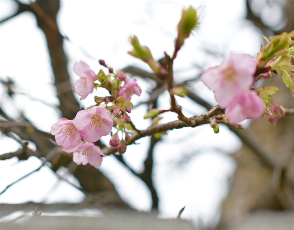 価格.com - 『河津桜もチラッと咲いてました』ニコン Z fc ボディ