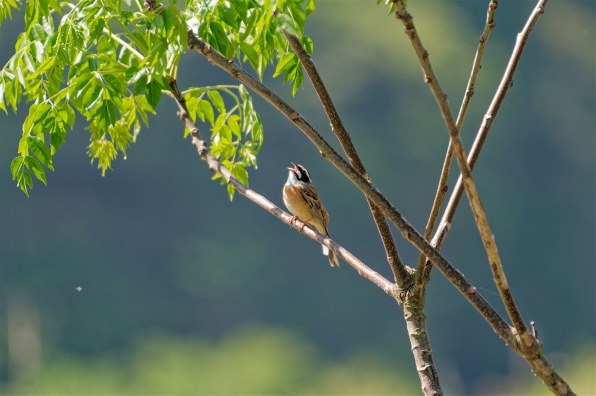 シグマ APO 50-500mm F4.5-6.3 DG OS HSM (ニコン用) 価格比較 - 価格.com