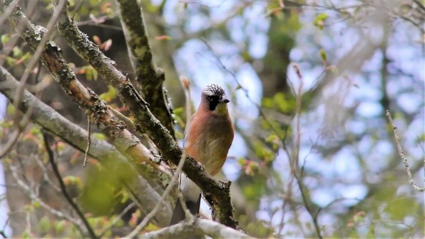 ニコン AF-S DX NIKKOR 55-300mm f/4.5-5.6G ED VRで撮影された写真