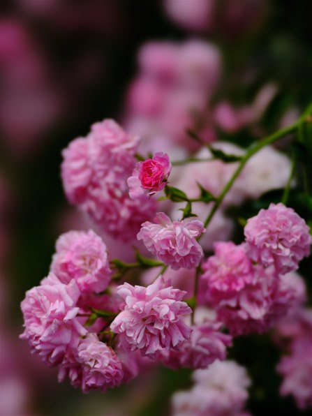 SONY 135mm F2.8 [T4.5] STF SAL135F28のクチコミ - 価格.com