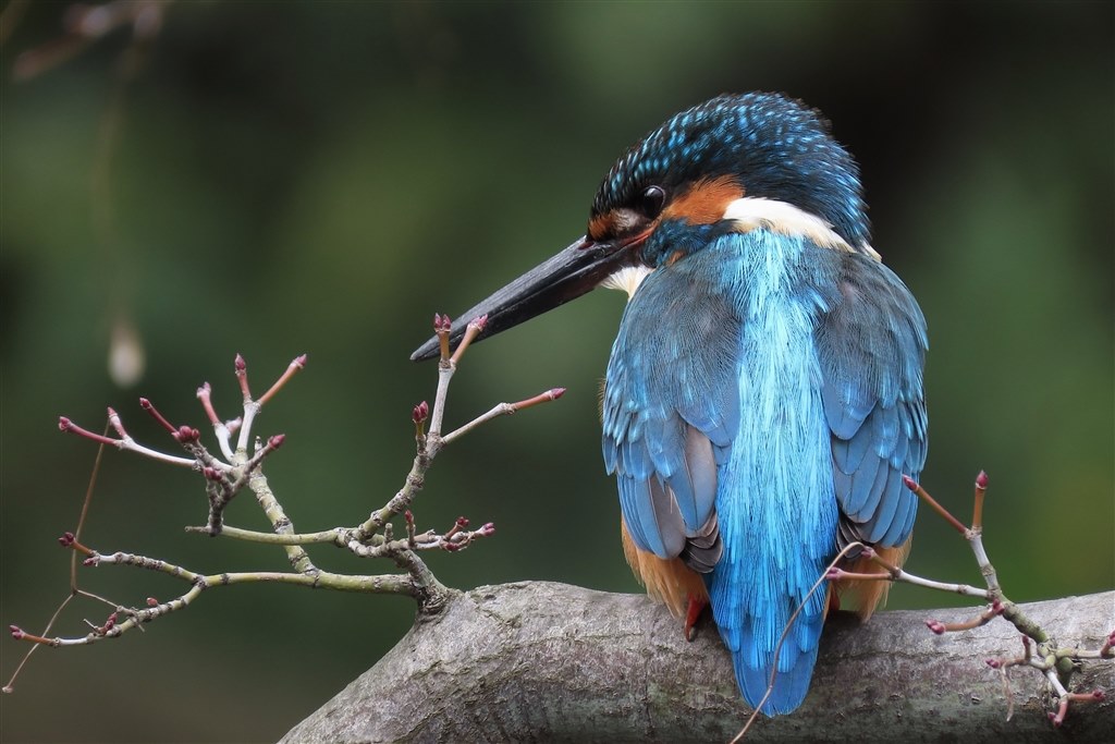 SX70HSの実力』 CANON PowerShot SX70 HS のクチコミ掲示板 - 価格.com