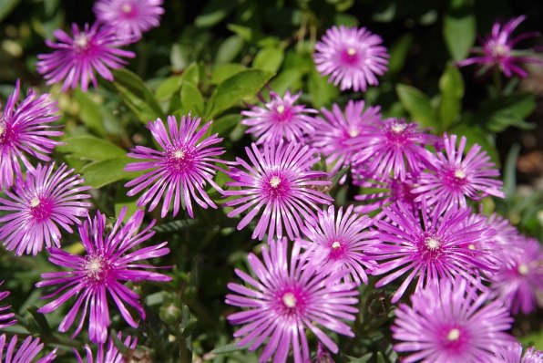 TAMRON SP AF 28-75mm F/2.8 XR Di LD Aspherical [IF] MACRO (Model