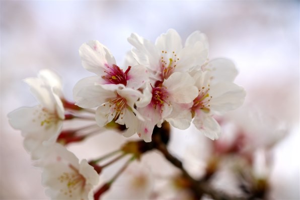 SONY FE 90mm F2.8 Macro G OSS SEL90M28G 価格比較 - 価格.com