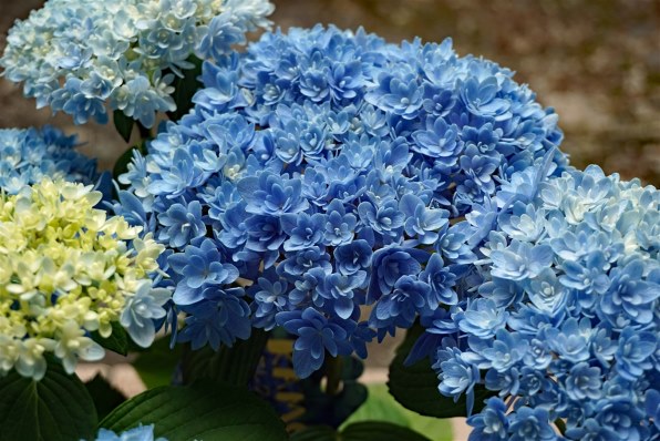 SONY α5100 ILCE-5100Y ダブルズームレンズキット [ホワイト]投稿画像