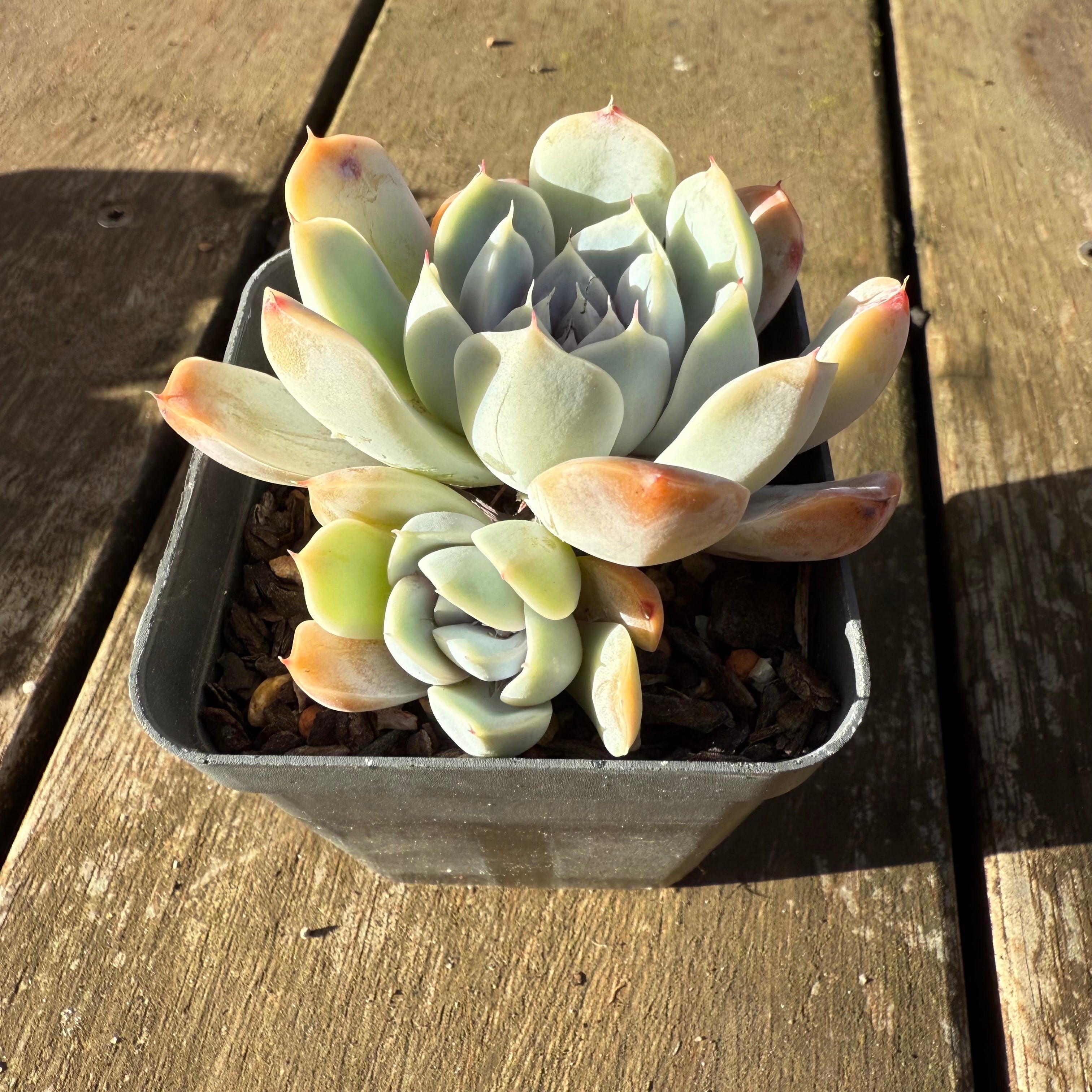 1706 Echeveria Snow Bunny – Bella Succulent Garden
