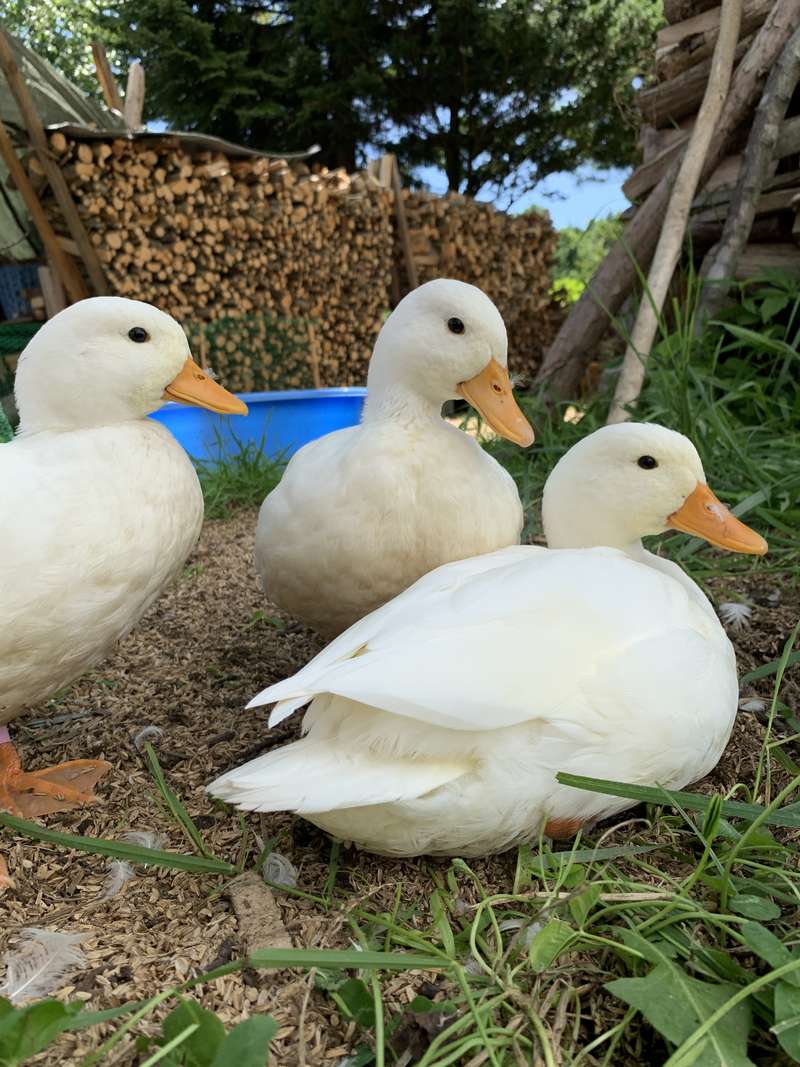 コールダックの飼い方]コールダックって飛ぶんです。事故を防ぐための