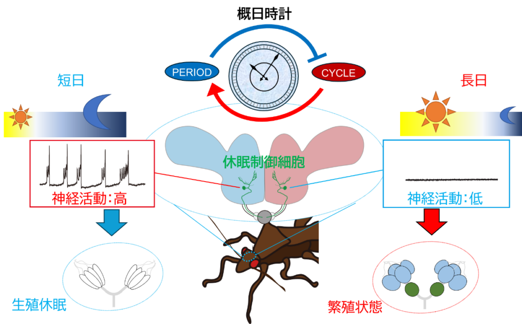 生命環境科学系 - 東京大学大学院総合文化研究科広域科学専攻 | 生命