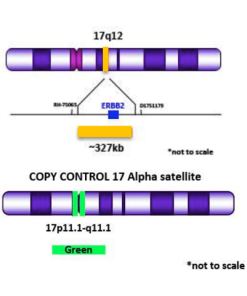 BCL6 Break Apart (Orange/Green) - Biocare Medical
