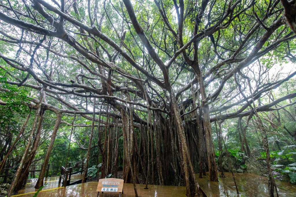 御願ガジュマル – 巨木の世界