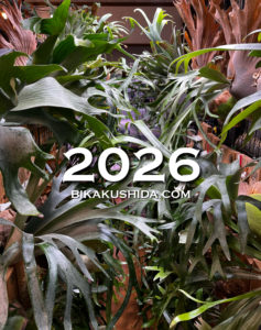 P. willinckii 'Jade Girl' sporelingのかわいい手。 | ビカクシダと僕