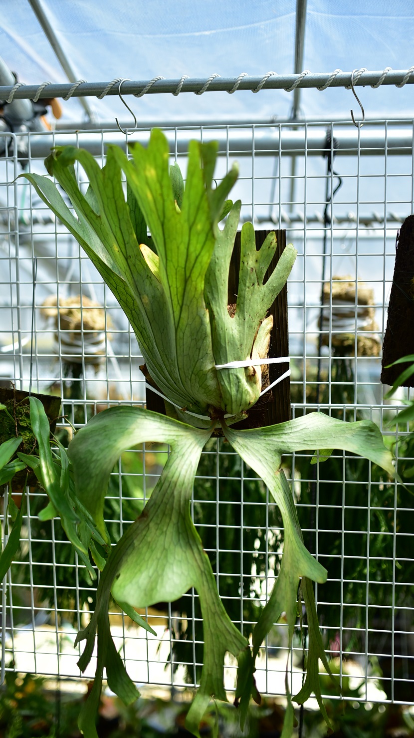 ビカクシダの森