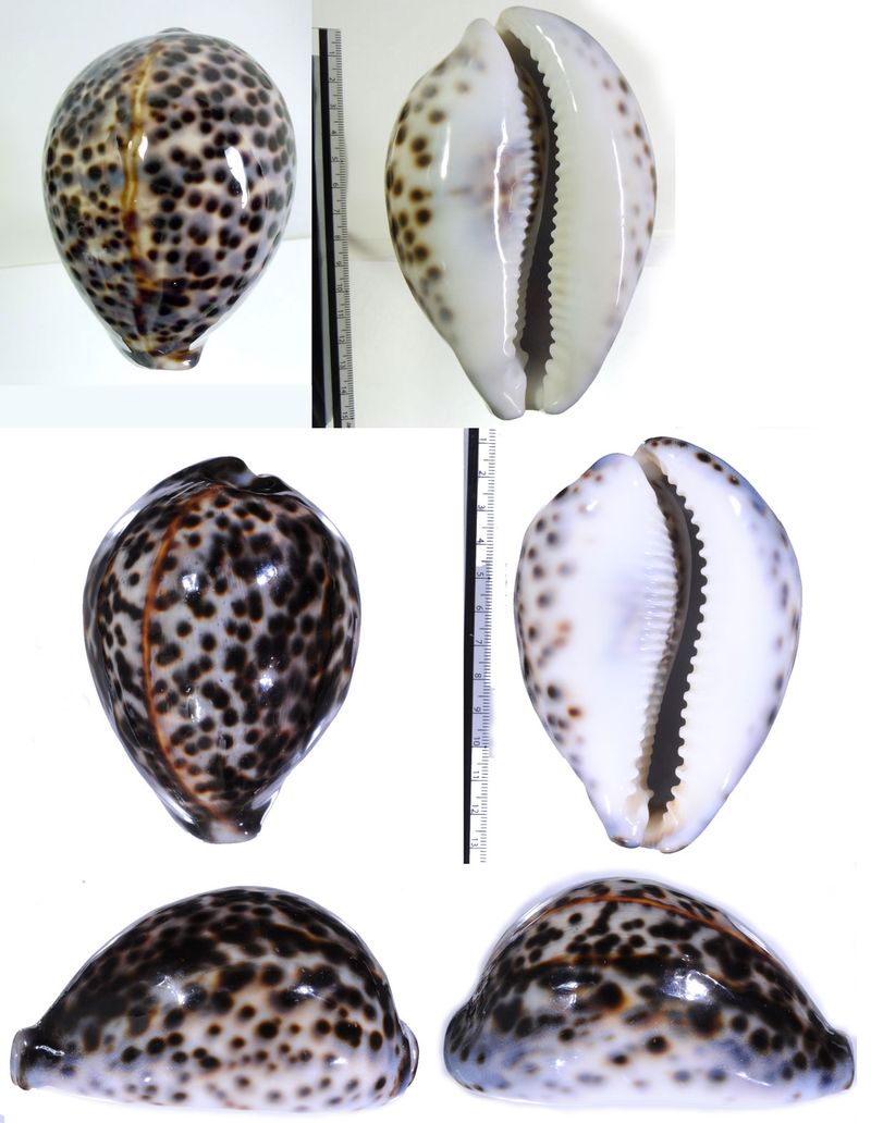 Microshells: Cypraea tigris schilderiana ハワイホシダカラ