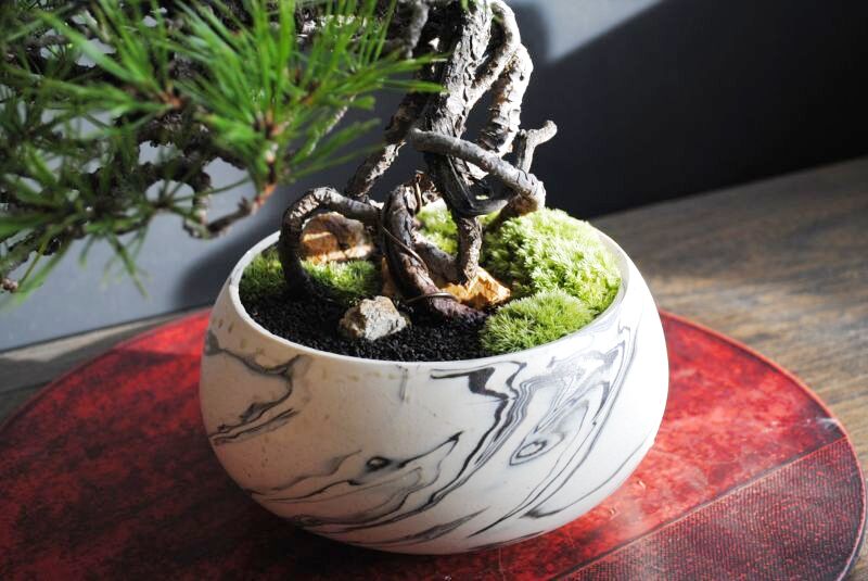 赤松根上りの情景盆栽【墨流し鉢】☆1点物☆