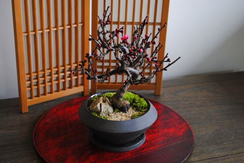 緋梅の情景盆栽【デザイン鉢】☆1点物☆ 濃紅花一重 盆栽 苔玉の通販