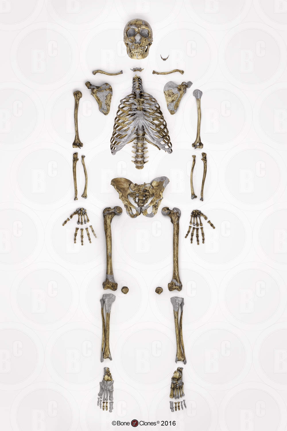 Neanderthal Skeleton Disarticulated - Bone Clones - Osteological