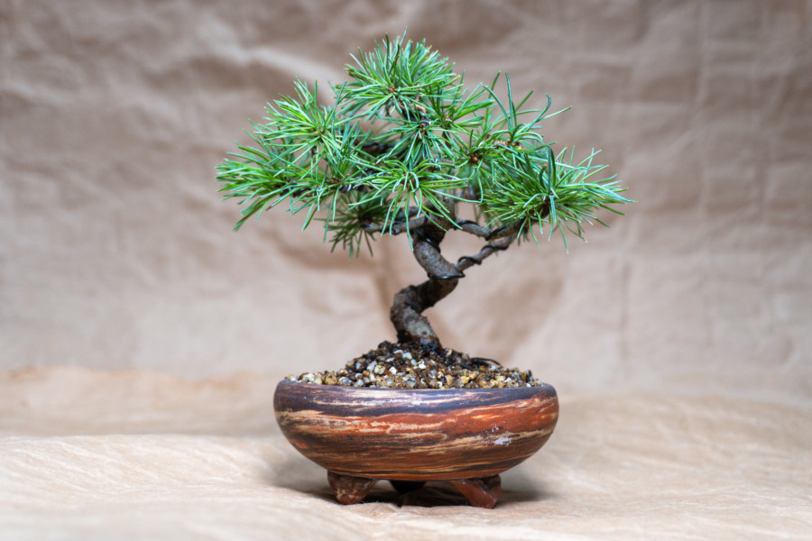 赤石五葉松盆栽を贈ってもらいました | 盆栽なび