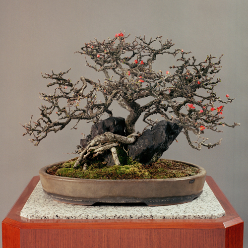 長寿梅」白交趾楕円鉢 | 盆栽 | 四国新聞社