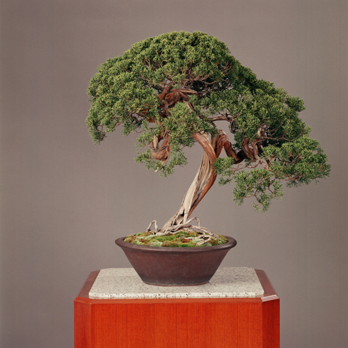 皇居の盆栽 | 2ページ目 (4ページ中) | 盆栽 | 四国新聞社