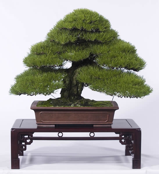 いい木の選び方 将来の成長を見極める | 盆栽 | 四国新聞社