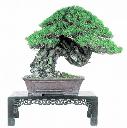 ASPACの実演者 重鎮から若手まで勢ぞろい | 盆栽 | 四国新聞社