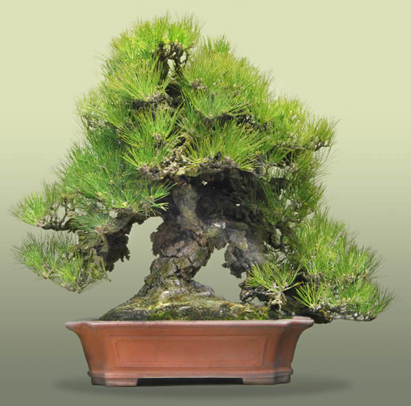 錦松 | 盆栽 | 四国新聞社