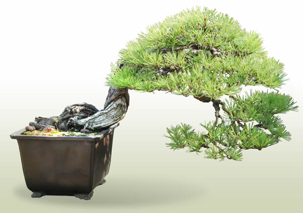 赤松 | 盆栽 | 四国新聞社