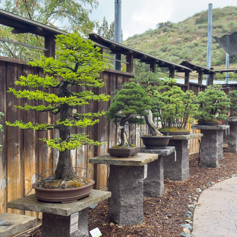 A visit to the Bonsai Pavilion at Safari Park - Bonsai Tonight