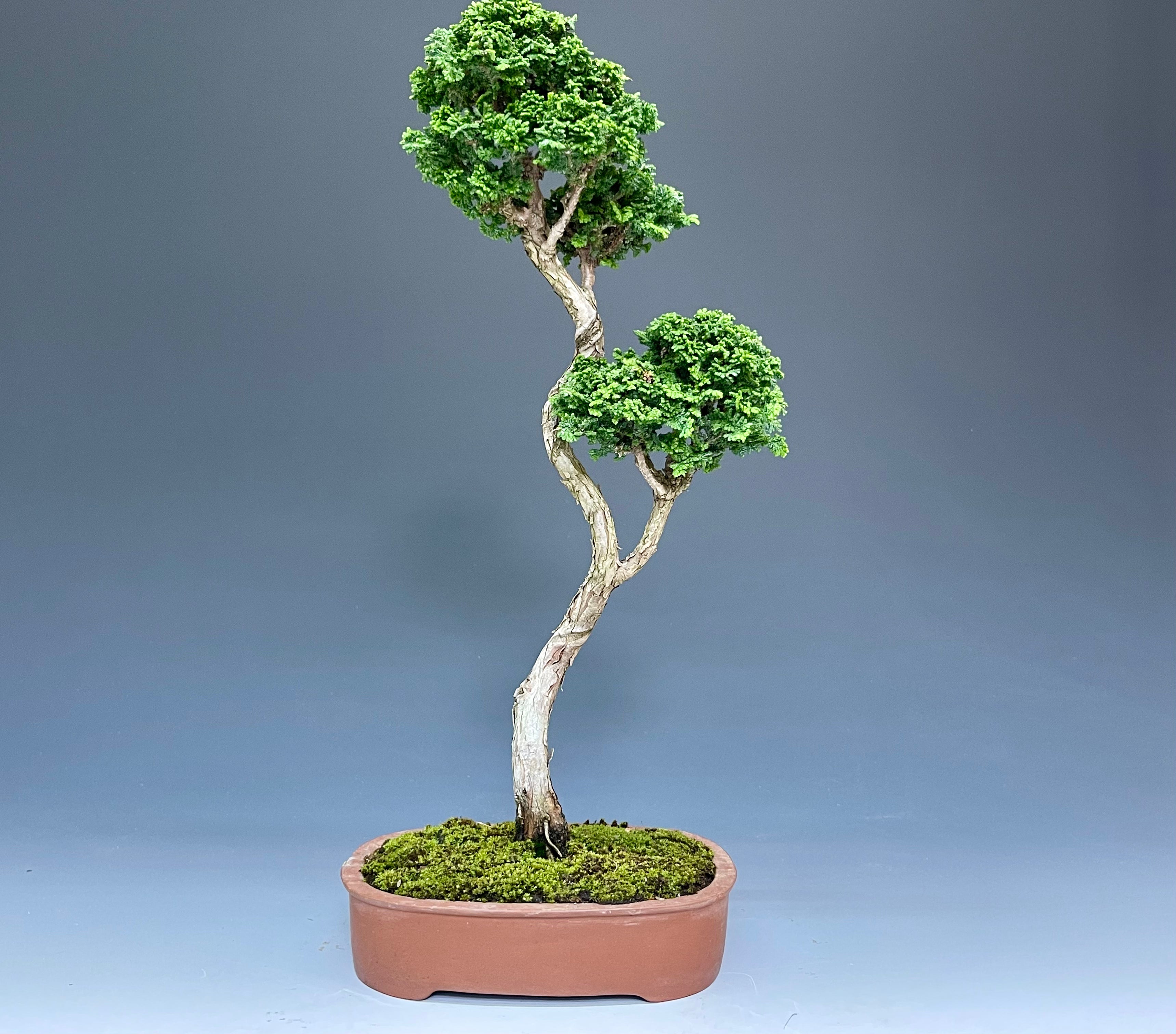 盆栽・石化檜 Bonsai Japanese Cypress・Sekahinoki – bonsailife686868